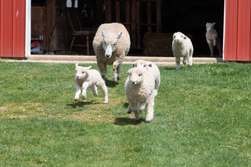 A group of sheep and lambs running out of a barn onto a grassy area.