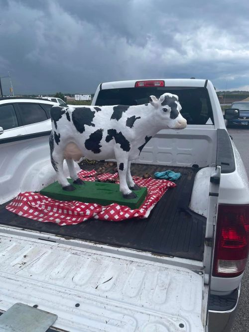 A plastic cow statue stands in the bed of a pickup truck, resting on a red and white checkered blanket.