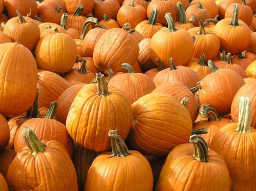 A large group of bright orange pumpkins piled together in a field.