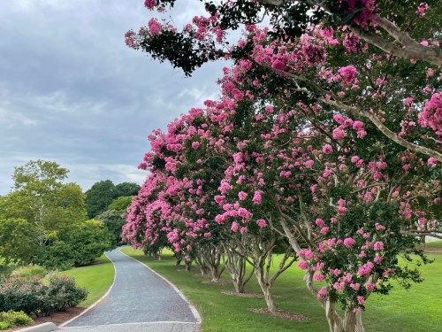 A scenic pathway lined with vibrant pink flowering trees under a cloudy sky. Lush green grass surrounds the path.