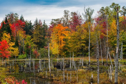 A serene wetland scene with colorful autumn foliage reflecting in the water, surrounded by bare trees and lush greenery.