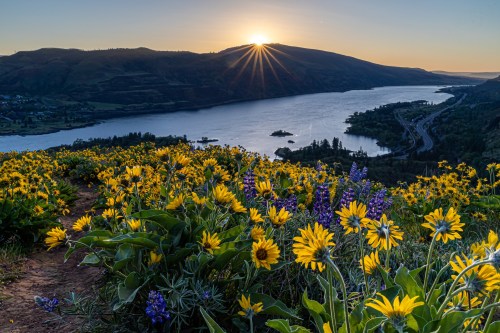 A scenic view of a river valley at sunrise, surrounded by vibrant yellow and purple wildflowers.