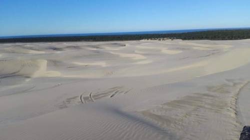 A vast sandy landscape with gentle dunes, stretching towards a clear blue sky and a distant forested area by the sea.