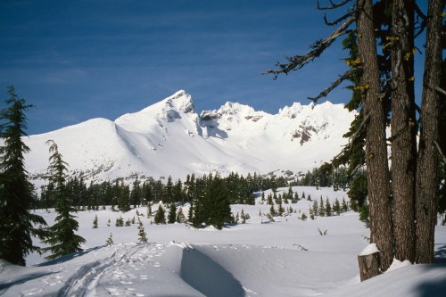 Snow-covered mountains rise in the background, framed by tall evergreen trees and a clear blue sky.