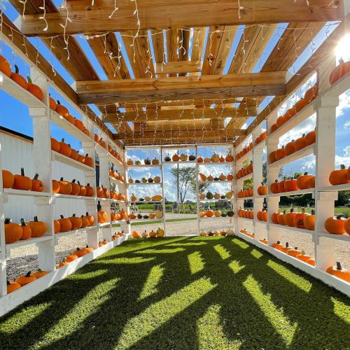 A wooden structure filled with pumpkins on shelves, with string lights above and green grass below, under a clear blue sky.