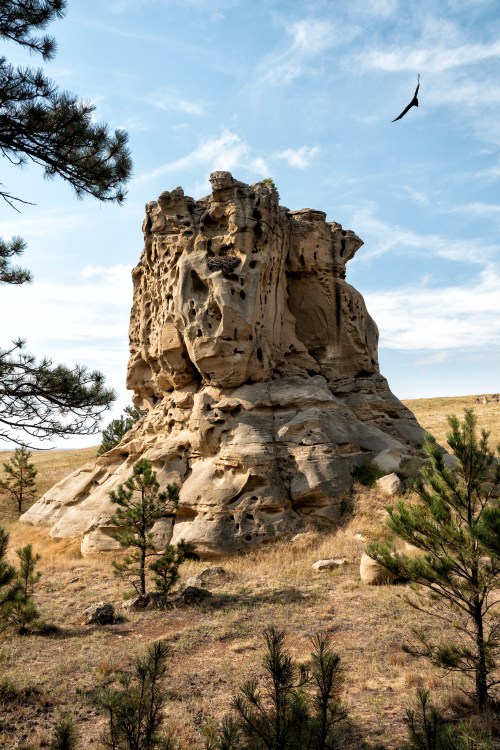 A tall, weathered rock formation stands amidst grassy terrain and pine trees, with a bird soaring in the sky above.