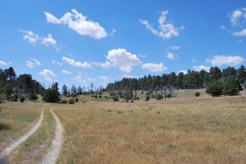 A dirt path leads through a grassy field surrounded by trees under a blue sky with scattered clouds.