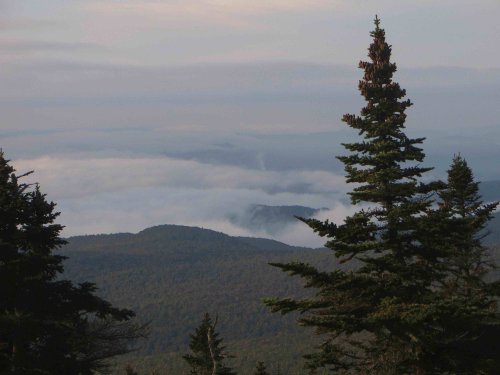 A scenic view of mountains shrouded in mist, with evergreen trees in the foreground and a cloudy sky above.