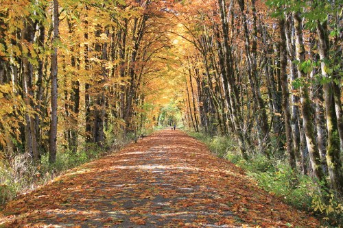 A serene path lined with trees, their leaves vibrant orange and yellow, leading into a peaceful autumn landscape.