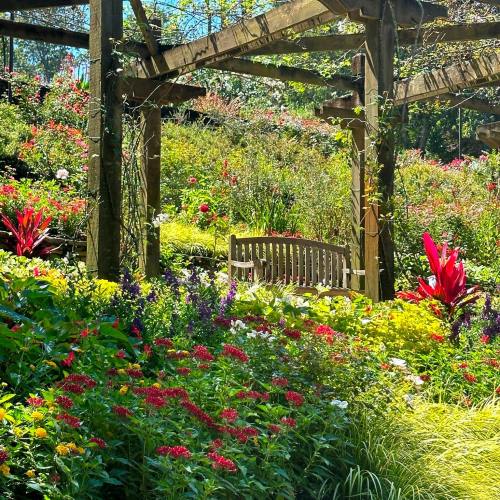 A vibrant garden filled with colorful flowers and greenery, featuring a wooden bench under a pergola.