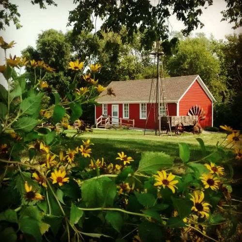 A red barn surrounded by greenery and yellow flowers, with a windmill in the background under a clear sky.