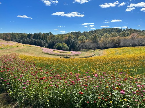 A vibrant field of colorful flowers under a blue sky with fluffy clouds, surrounded by lush greenery and trees.
