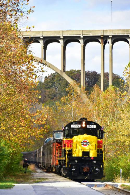 A colorful train travels along a track beneath a large bridge, surrounded by autumn foliage.