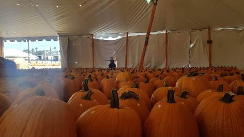 A child stands among rows of pumpkins inside a large tent, with bright orange pumpkins filling the space.