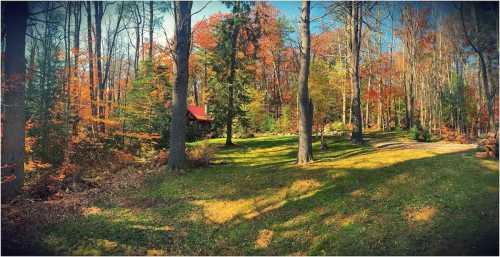 A serene forest scene with colorful autumn leaves, tall trees, and a small cabin in the background under a clear blue sky.