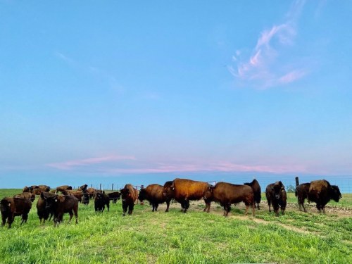 A herd of bison grazing in a green field under a blue sky with soft pink clouds.