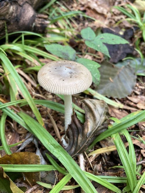 A single mushroom with a light gray cap and white stem, surrounded by green grass and fallen leaves.