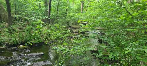 A serene forest scene featuring a winding stream surrounded by lush green foliage and rocks.