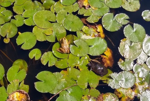 A frog and a turtle resting on lily pads in a calm pond, surrounded by green leaves and water.