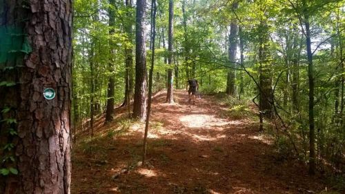 A wooded trail with tall trees and a person walking in the distance, surrounded by lush greenery.