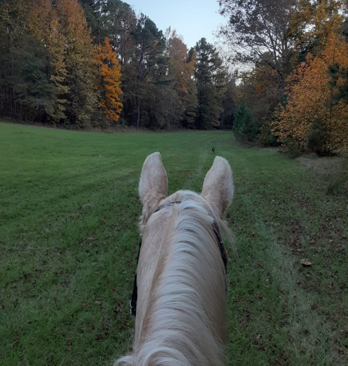 View from a horse's back, looking down a grassy path lined with trees in autumn colors.