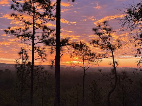 Silhouetted trees against a vibrant sunset sky with orange and purple hues over a misty landscape.