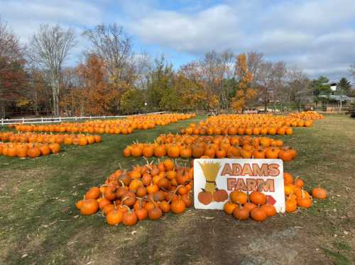 A pumpkin patch at Adams Farm, featuring numerous pumpkins scattered across a grassy field under a cloudy sky.