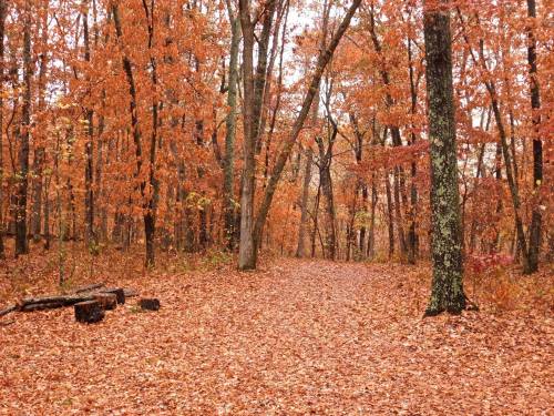 A serene forest path covered in orange and brown autumn leaves, surrounded by trees with vibrant fall foliage.