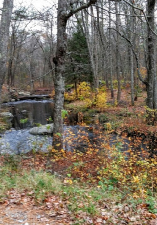 A serene forest scene with a stream, surrounded by trees and autumn leaves in shades of yellow and orange.