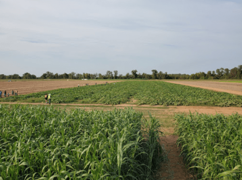 A wide view of a farm with rows of crops, people working in the distance under a clear sky.