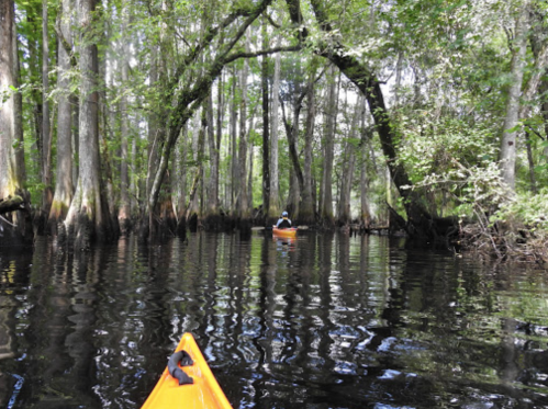 A kayaker paddles through a serene, tree-lined waterway with reflections on the calm surface.