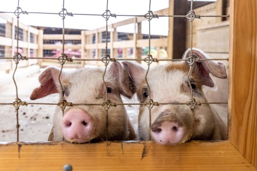 Two pigs with pink snouts peering through a wooden fence at a farm.