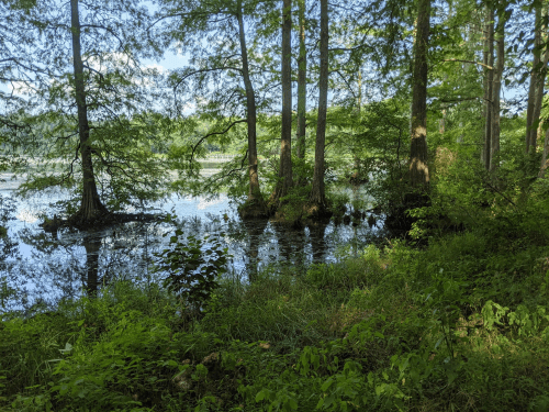 Lush green trees surround a calm, reflective body of water in a serene natural setting.