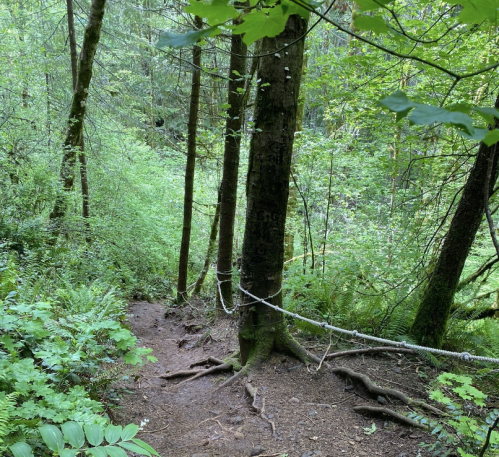 A forest path descends through lush greenery, flanked by trees and ferns, with a rope for support along the trail.