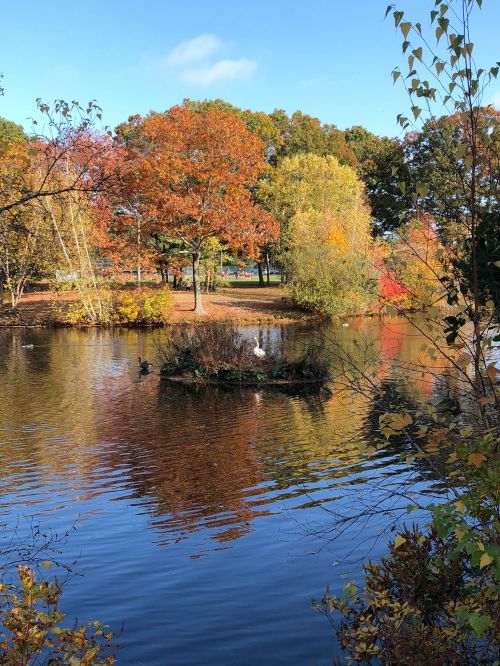A serene pond surrounded by autumn trees, reflecting vibrant colors, with a swan and ducks on a small island.