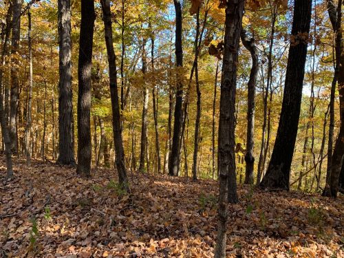 A serene forest scene with tall trees and a carpet of fallen leaves, showcasing vibrant autumn colors.