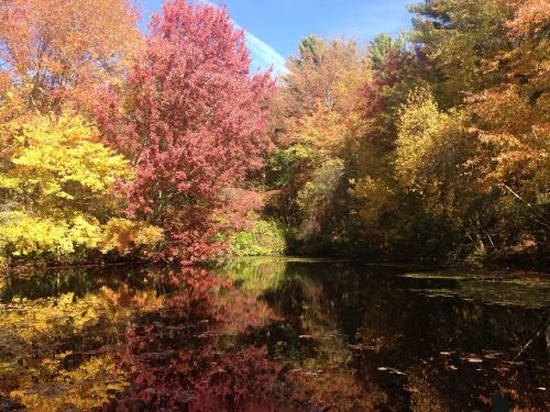 A serene pond surrounded by vibrant autumn trees reflecting colorful foliage in the water.