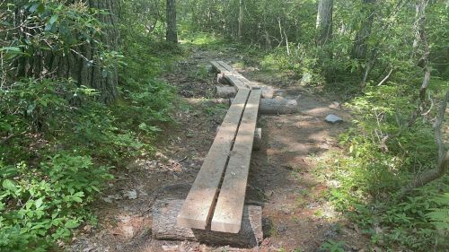 A wooden plank path through a lush, green forest with trees and underbrush on either side.