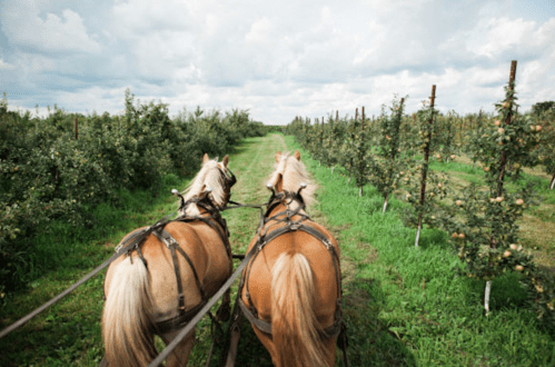 Two horses pull a cart along a grassy path lined with apple trees under a cloudy sky.