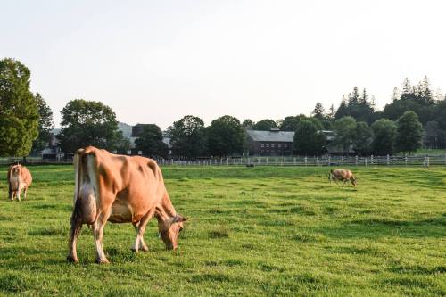 Cows grazing in a lush green field with a farmhouse and trees in the background under a clear sky.