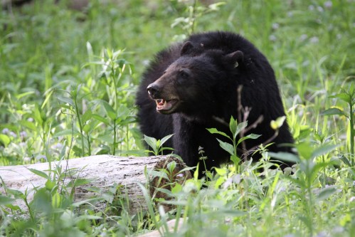 A black bear sits among tall green grass and plants, with a log nearby, in a natural forest setting.
