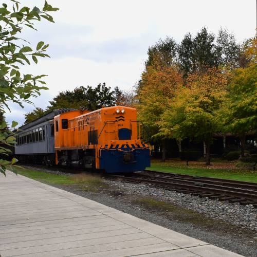 An orange and black locomotive pulls a silver passenger train along a tree-lined track in autumn.