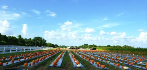 A pumpkin patch with rows of pumpkins under a blue sky and fluffy clouds, surrounded by greenery and a white fence.