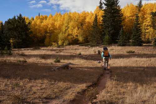 A hiker walks along a dirt path through a golden autumn forest with vibrant yellow and green trees.