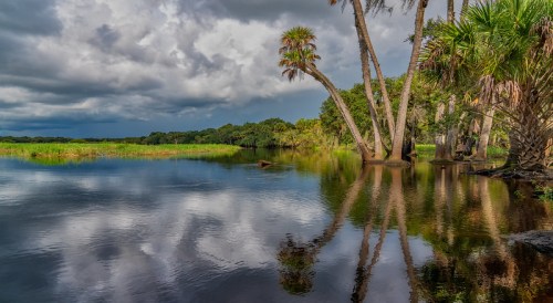 A serene wetland scene with palm trees reflecting in calm water under a cloudy sky.