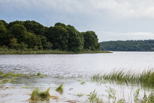 A serene lake scene with lush green trees lining the shore and gentle waves lapping at the grassy bank.