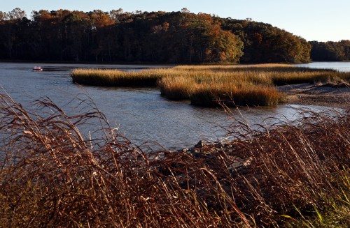 A serene river scene with tall grasses, autumn foliage, and a small boat in the distance.