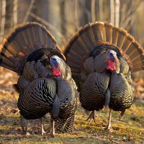 Two male turkeys displaying their feathers in a forest setting, showcasing vibrant plumage and colorful heads.