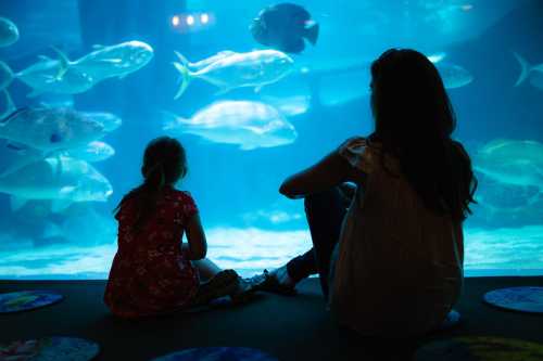 A woman and a child sit on the floor, watching fish swim in a large aquarium.