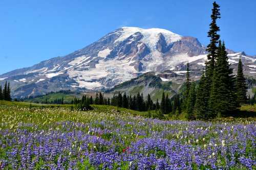 A vibrant field of purple wildflowers in the foreground, with a majestic snow-capped mountain in the background under a clear blue sky.